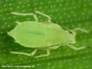 greenbug.jpg greenbug.jpg